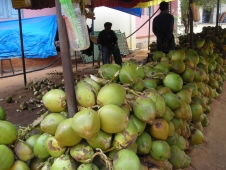 Ретрит Индия 2010 - Ашрамные кокосы 