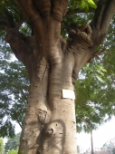 Ретрит Индия 2010 - Чудное дерево