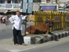 Ретрит Индия 2011 - Священное животное Индии